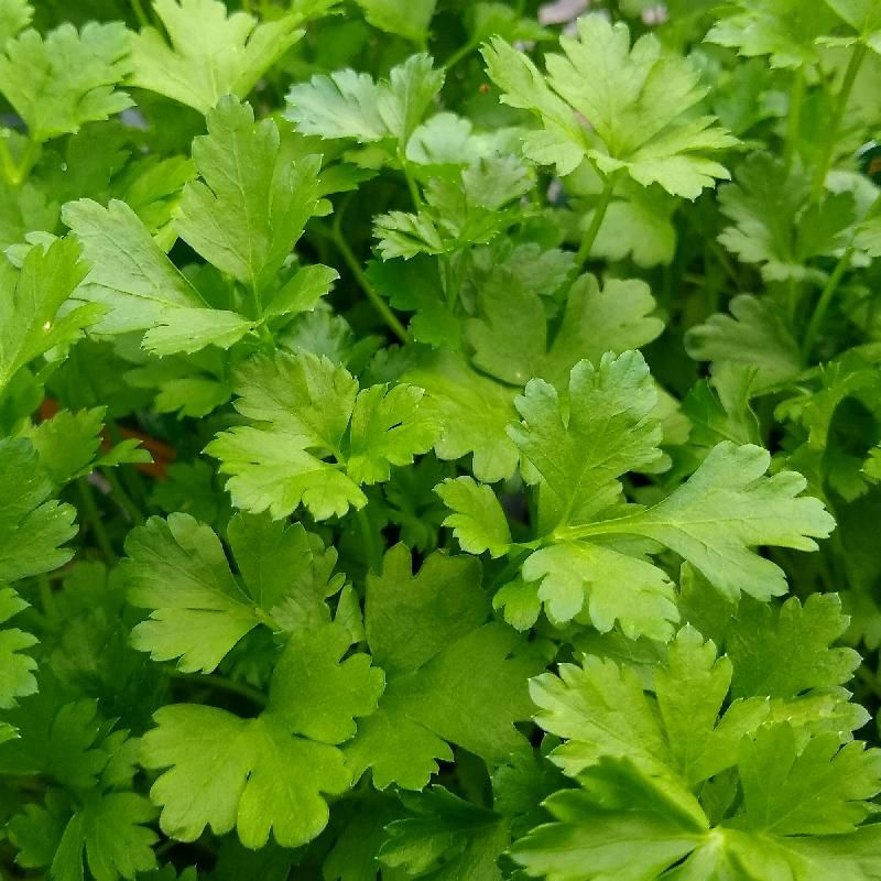 Giant of Italy Parsley