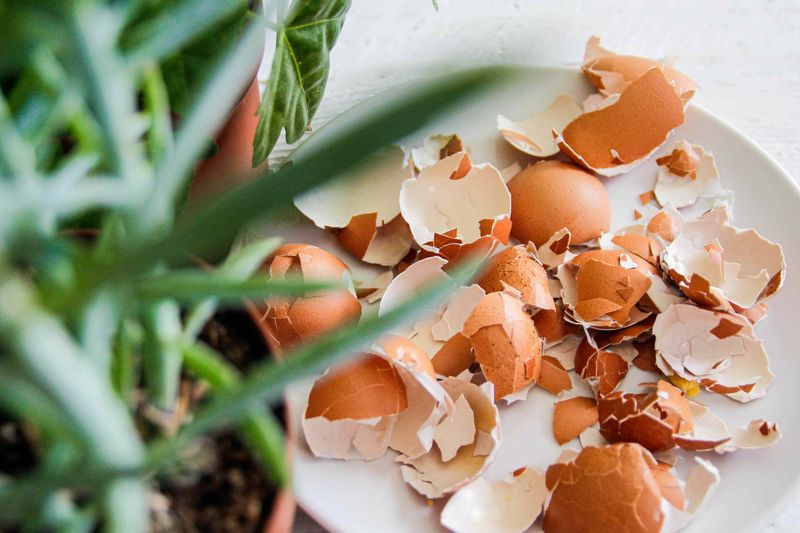 Sprinkle Crushed Eggshells