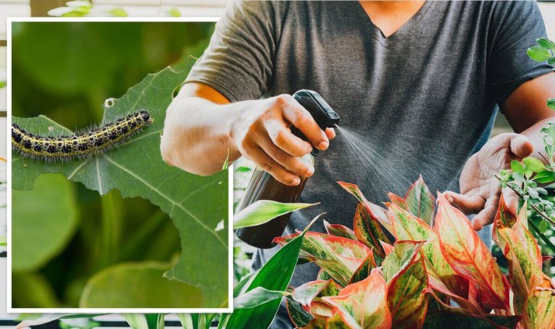 Soapy Water Spray (DIY Insecticide)