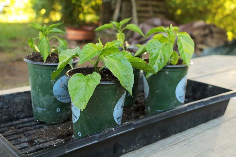 Gradually Harden Off Seedlings