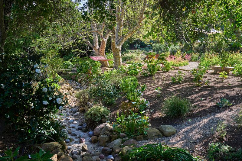 Witnessing Wildlife Return to Your Space