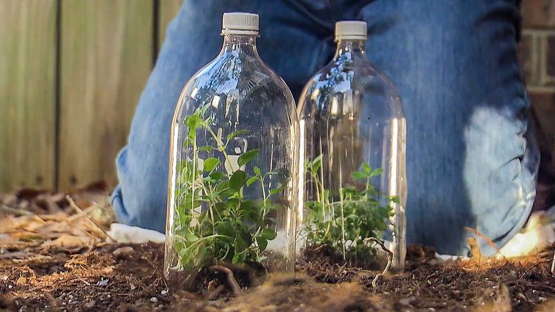 Mini Greenhouse for Seedlings