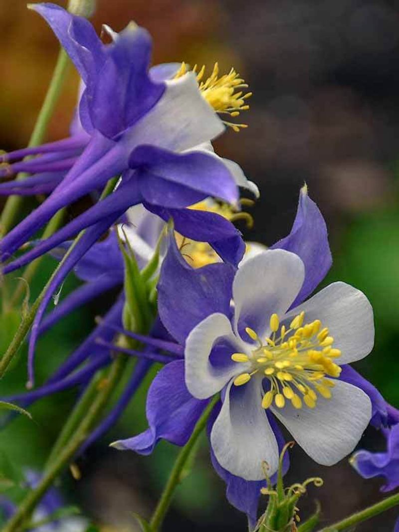 Columbine