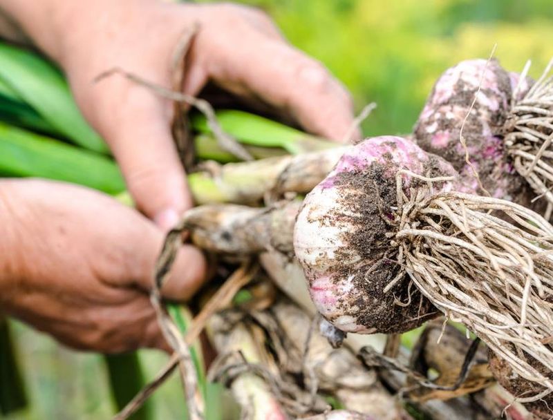 Use a Fork Instead of Pulling