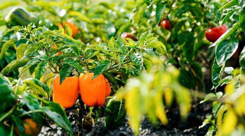 Companion Plant with Basil and Tomatoes