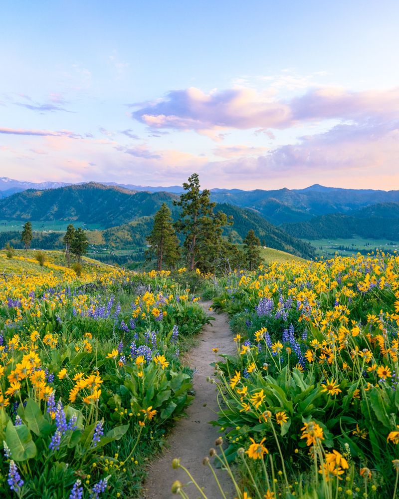Wildflower Wonderland
