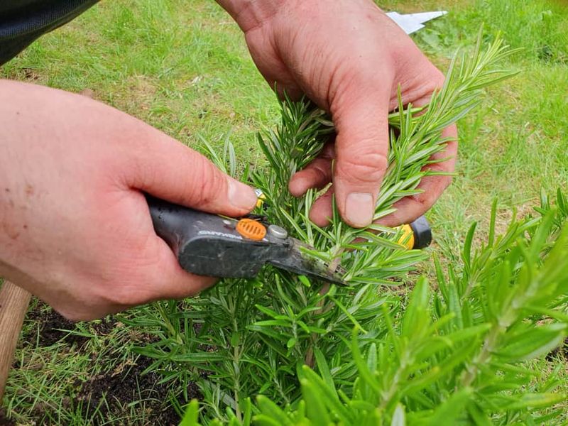 Pruning During Transplanting