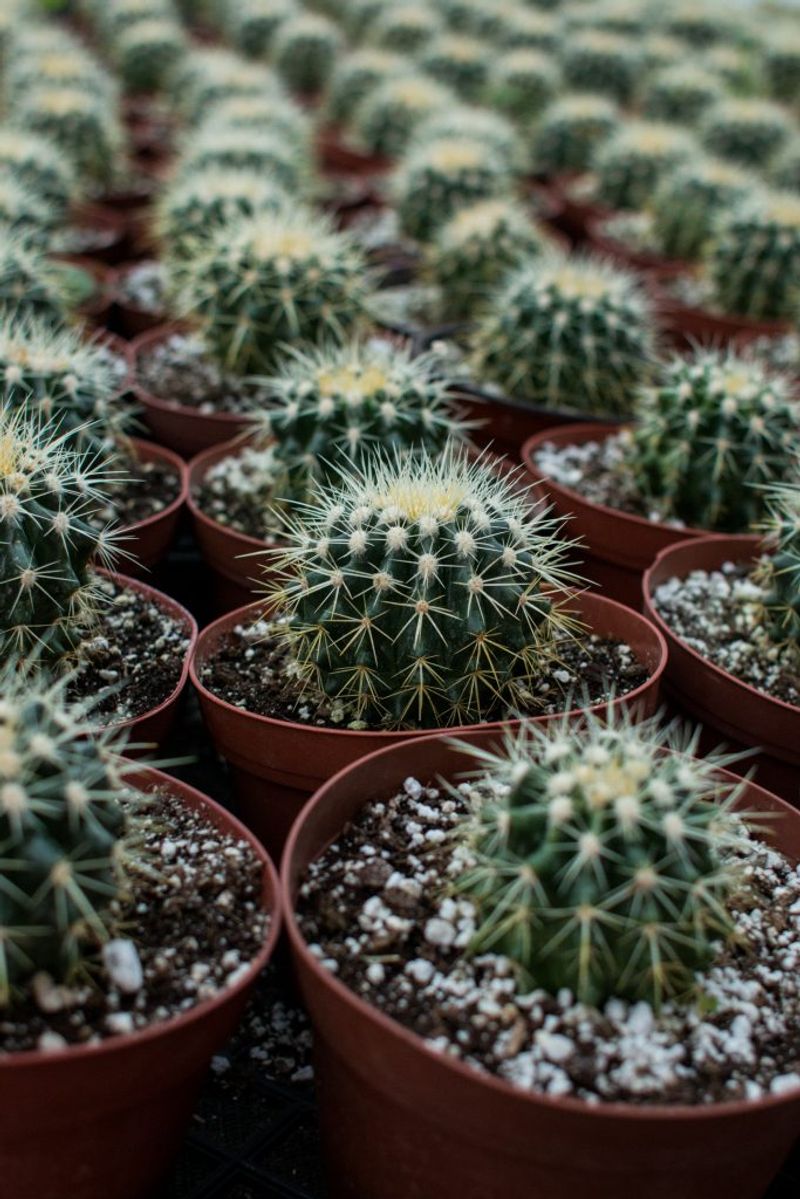 Barrel Cactus