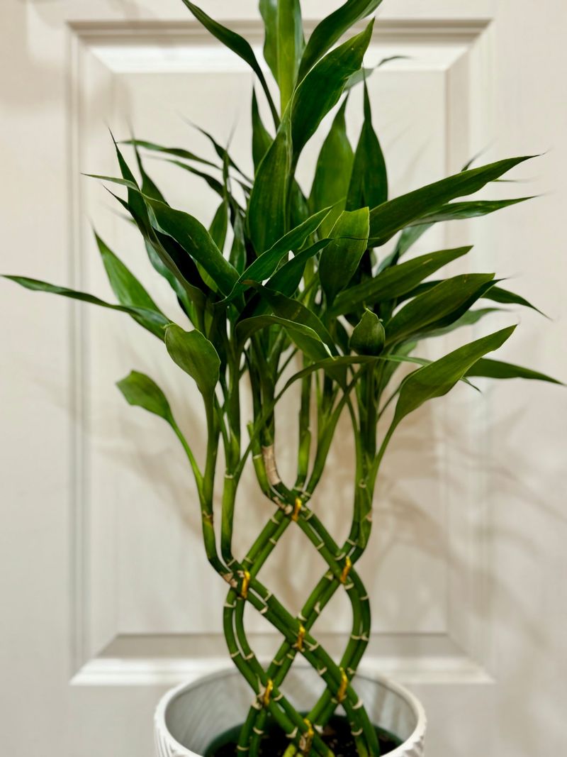 Lucky Bamboo (Dracaena sanderiana) – The 