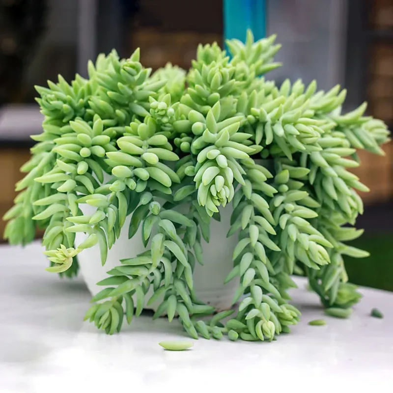 Burro’s Tail (Sedum morganianum)