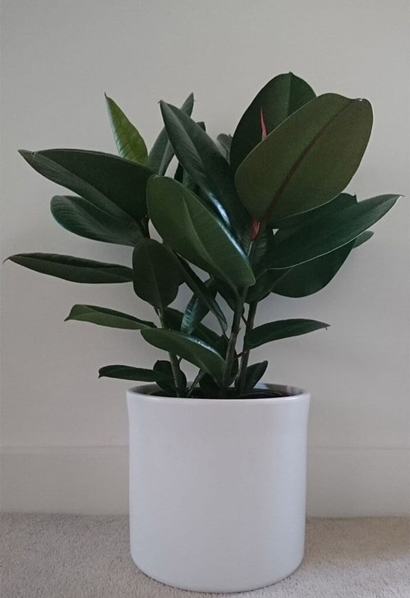 Rubber Plant (Ficus elastica)