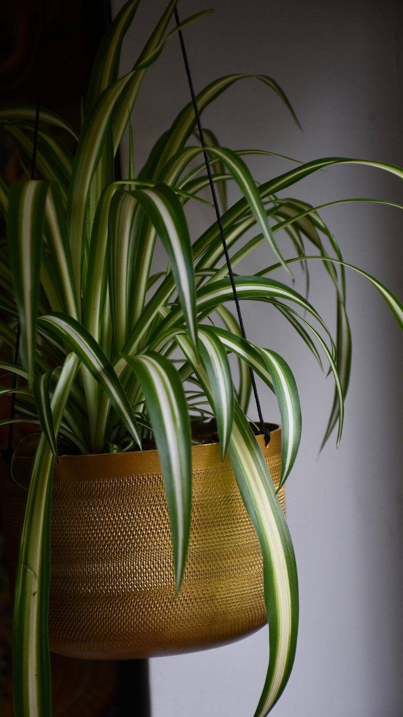 Spider Plant