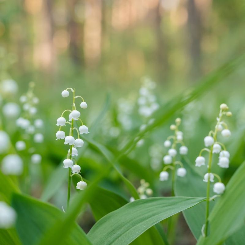 Lily of the Valley