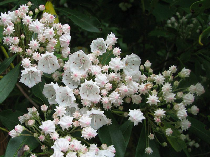 Kalmia