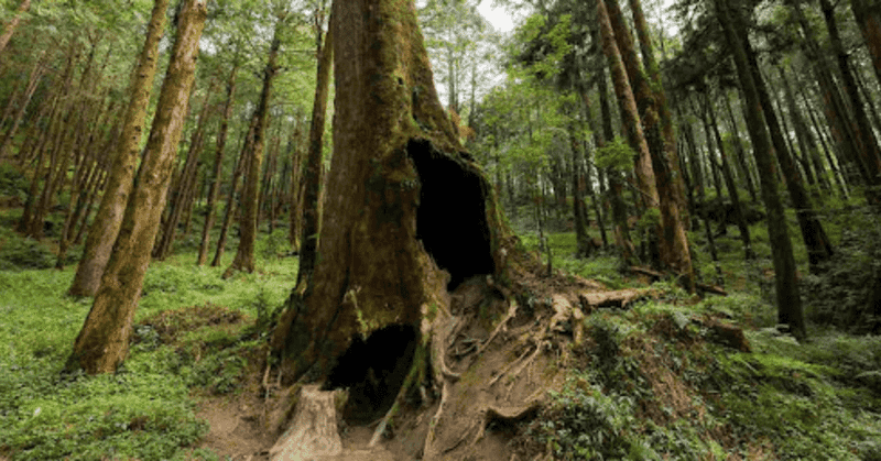 Trunk Cavities and Hollow Sounds