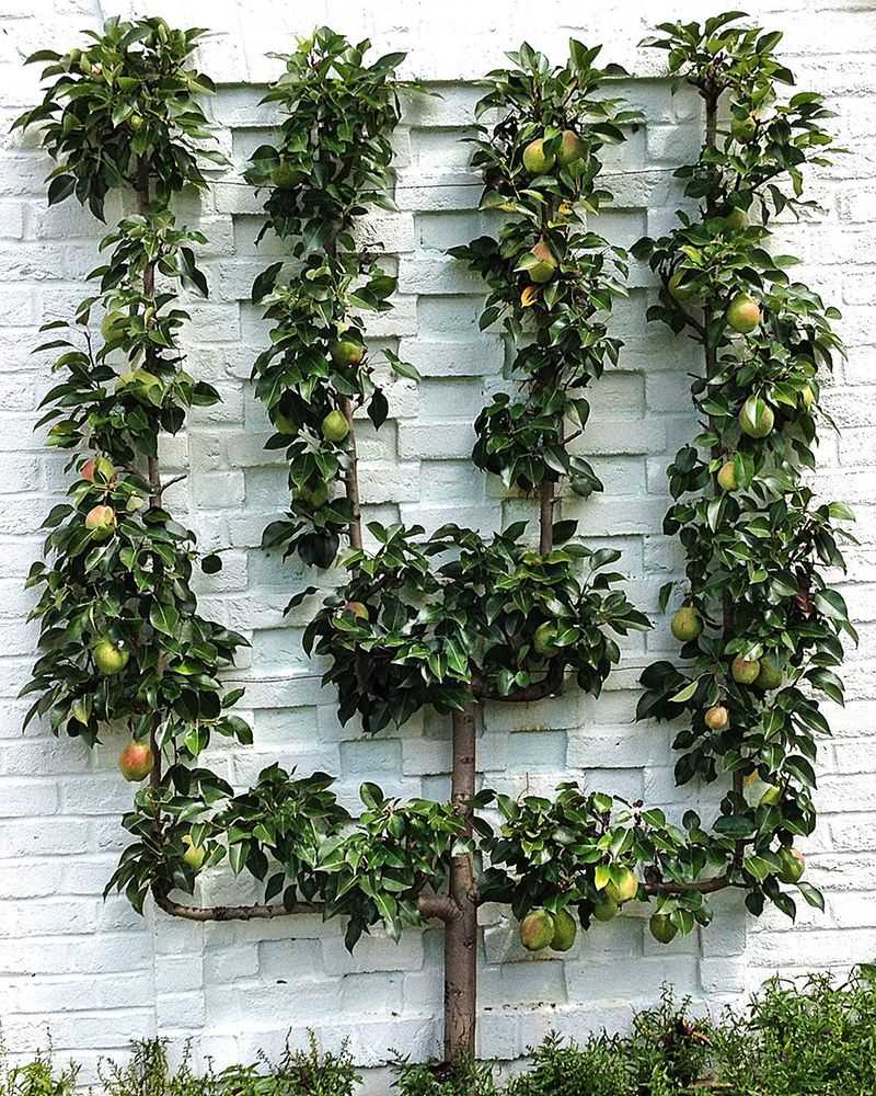 Fruit Tree Espaliers