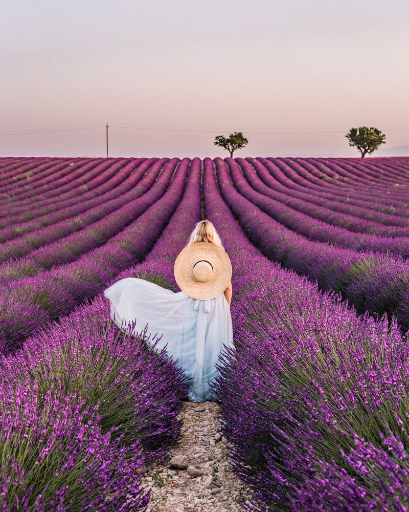 Lavender (Lavandula)