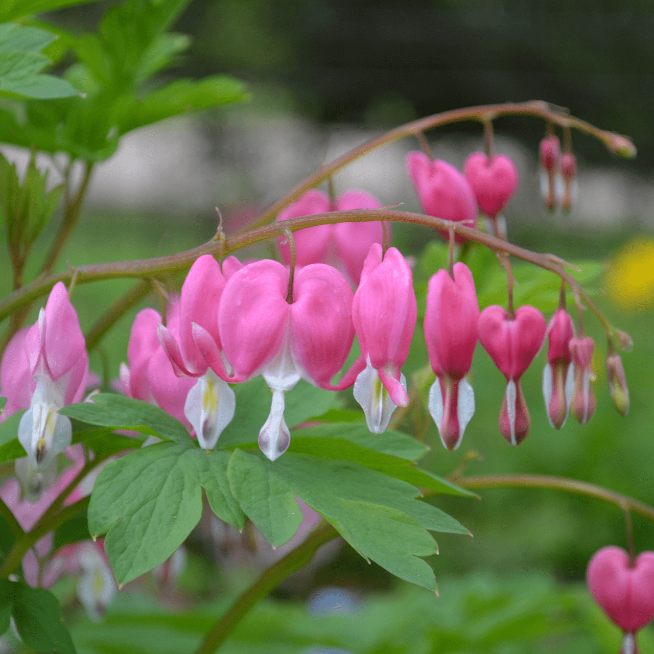 Bleeding Heart (Dicentra spectabilis)