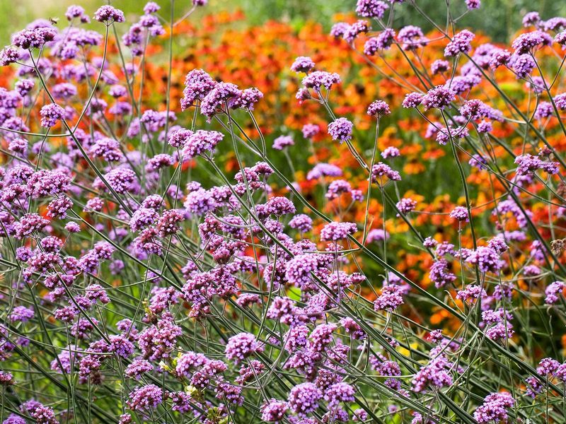 Verbena