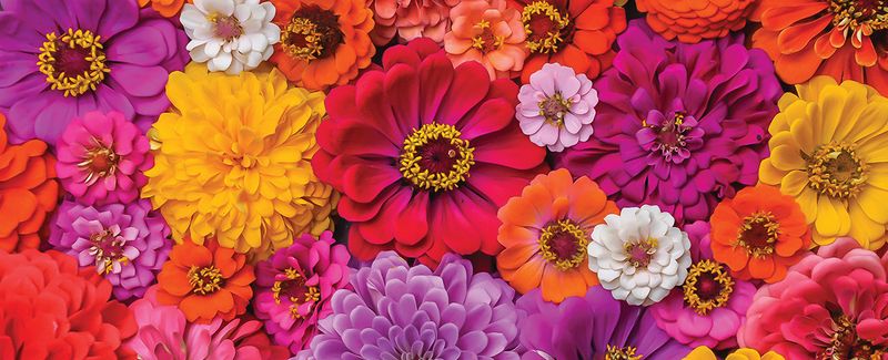 Zinnia's Colorful Zest