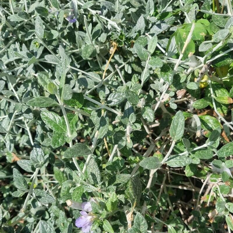 Teucrium - The Germander Gem