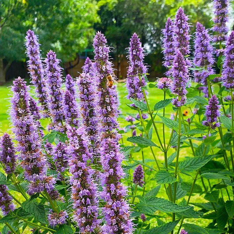Agastache