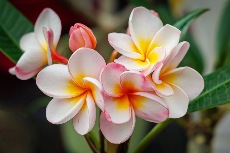 Plumeria