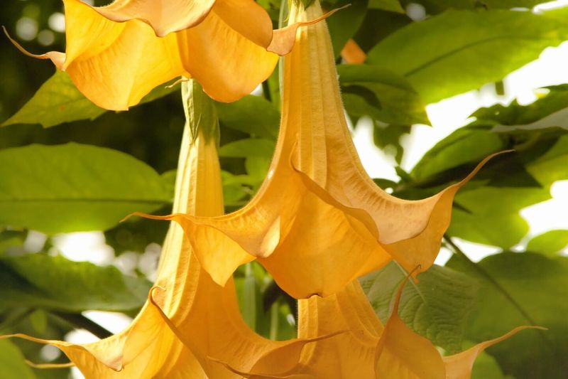 Brugmansia - Tropical Dessert Paradise