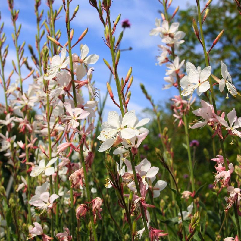 Gaura