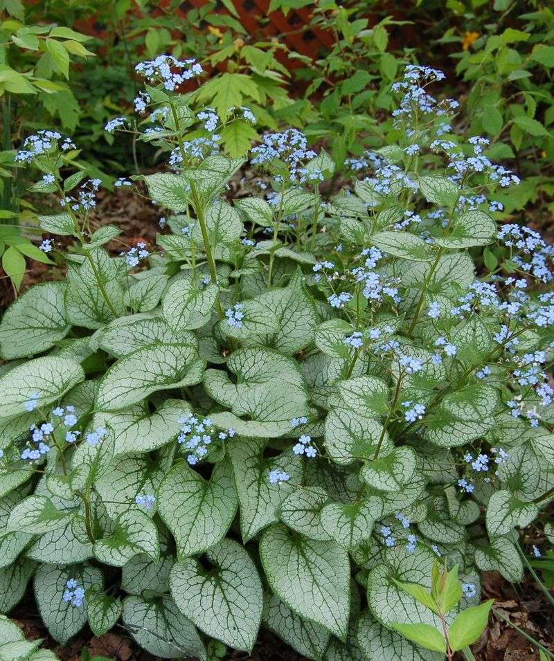 Brunnera