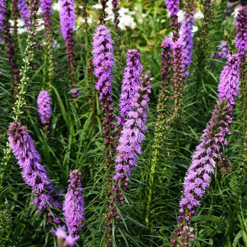 Liatris