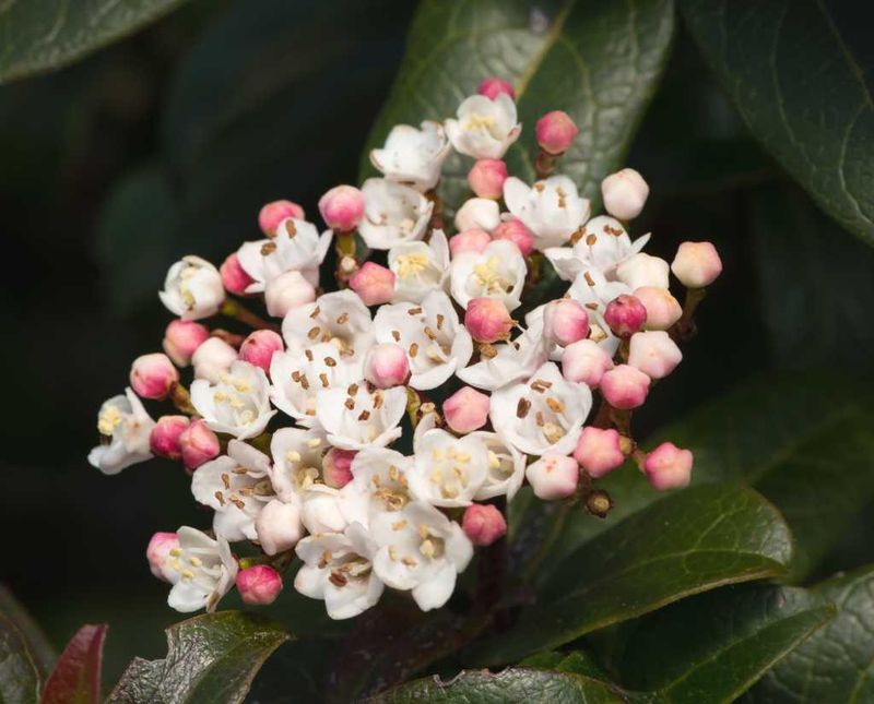 Viburnum Tinus