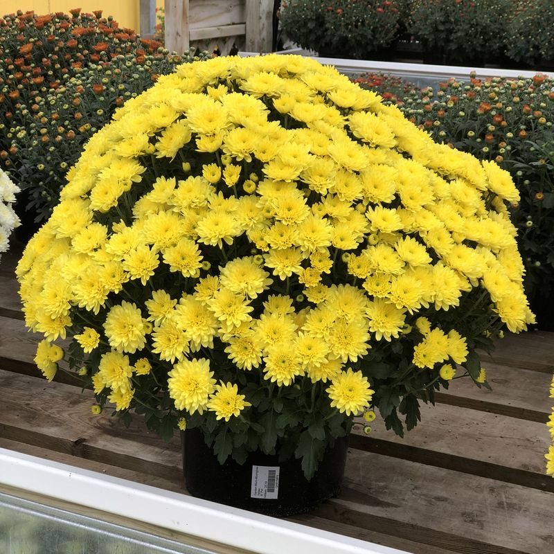 Garden Mums