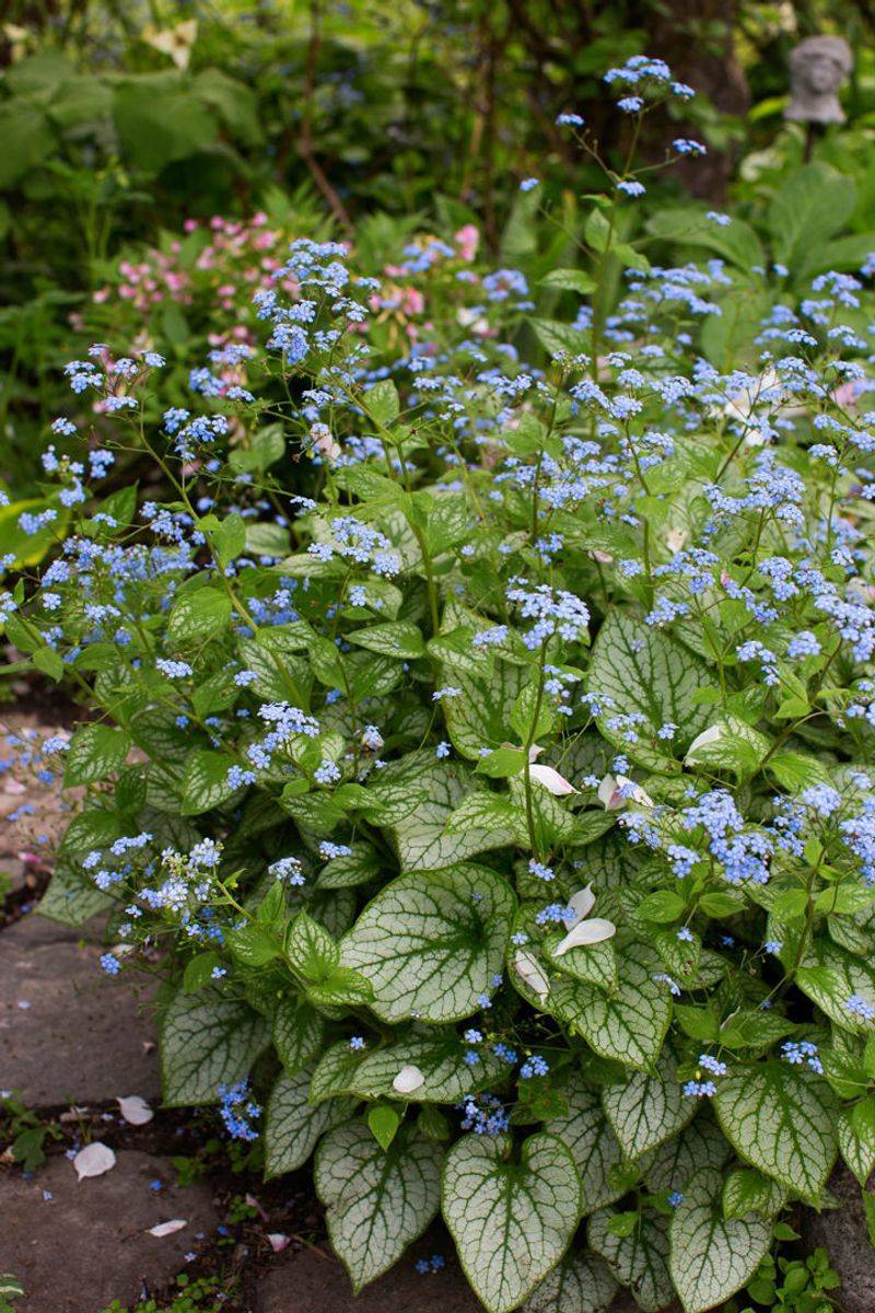 Brunnera (Brunnera macrophylla)