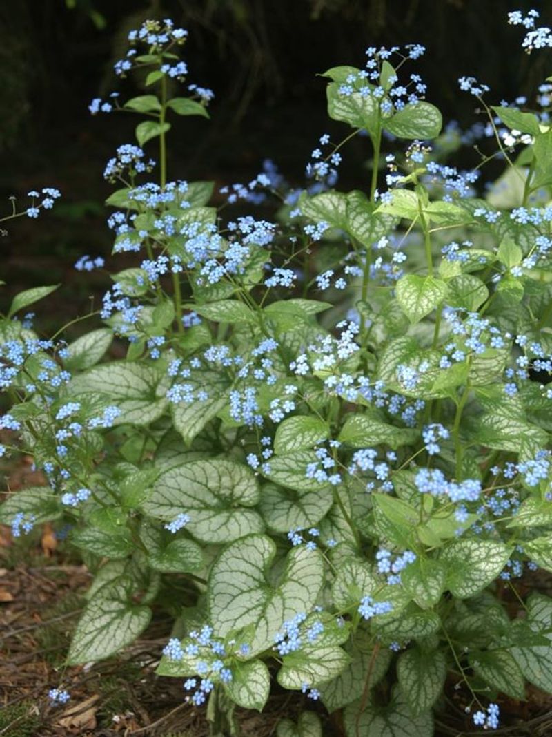 Brunnera 'Jack Frost' (Brunnera macrophylla)