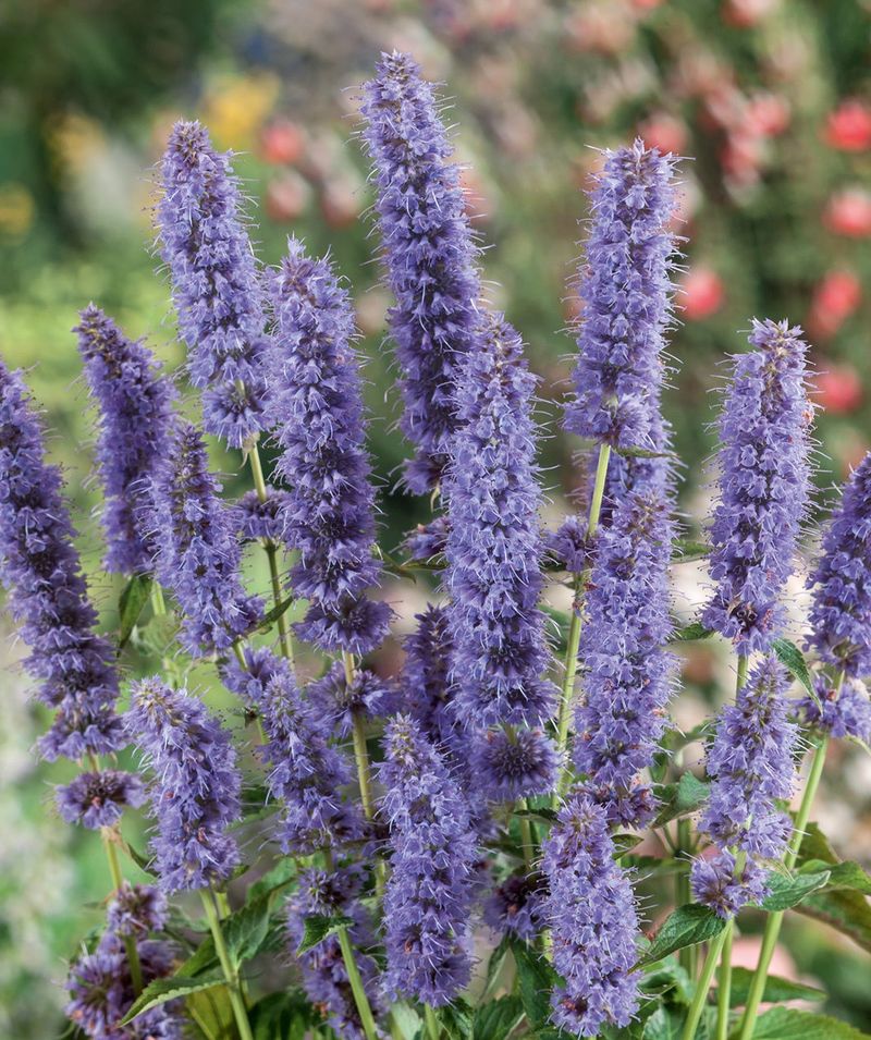 Anise Hyssop (Agastache 'Blue Fortune')