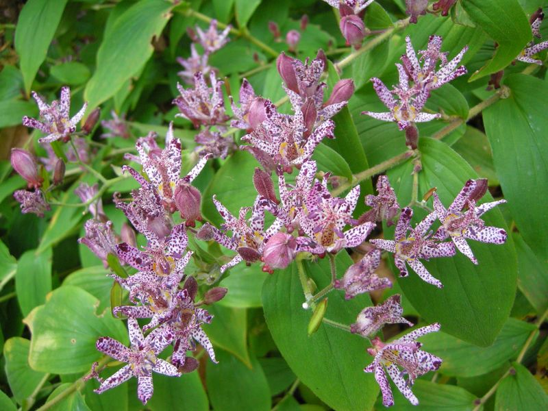 Toad Lily (Tricyrtis)