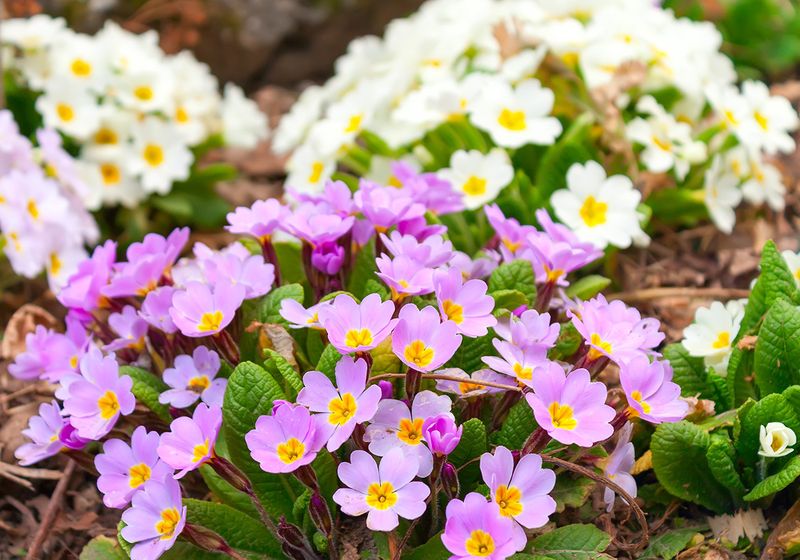 Primroses