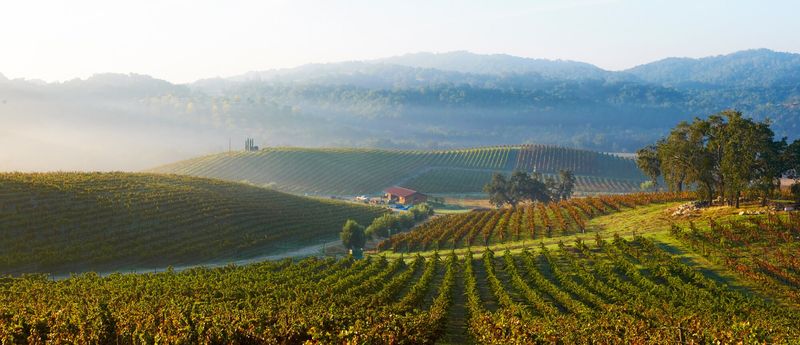 Tablas Creek Vineyard - Organic Beauty in Paso Robles