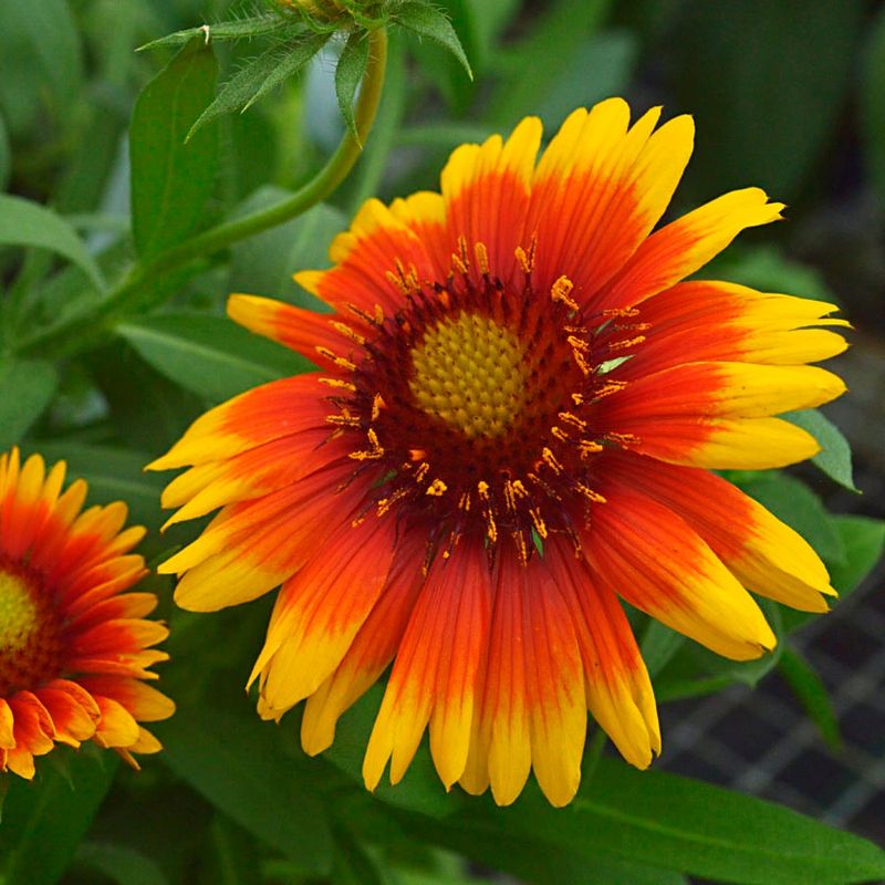 Gaillardia 'Arizona Sun'