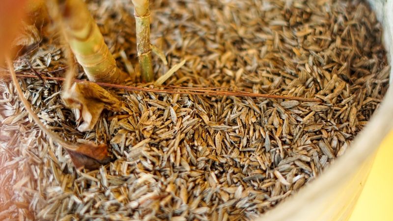 Rice Hull Renaissance