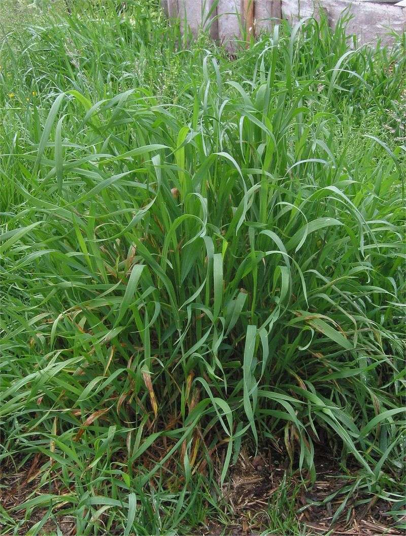 Quackgrass: The Persistent Perennial