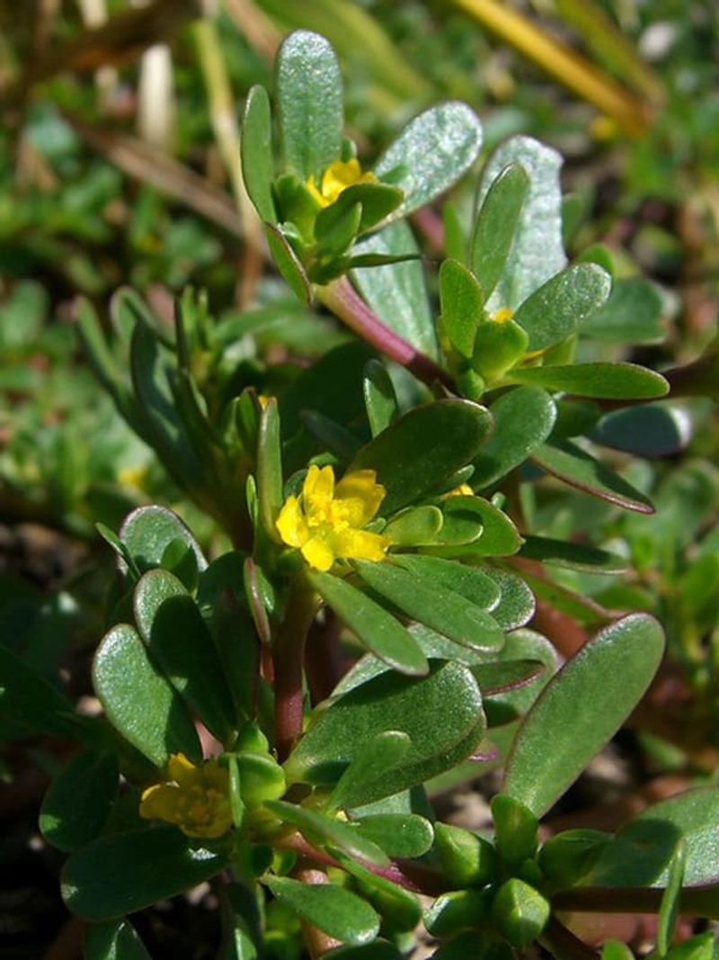 Purslane