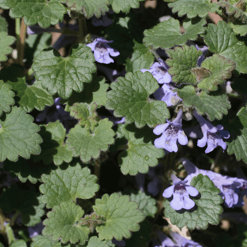 Ground Ivy