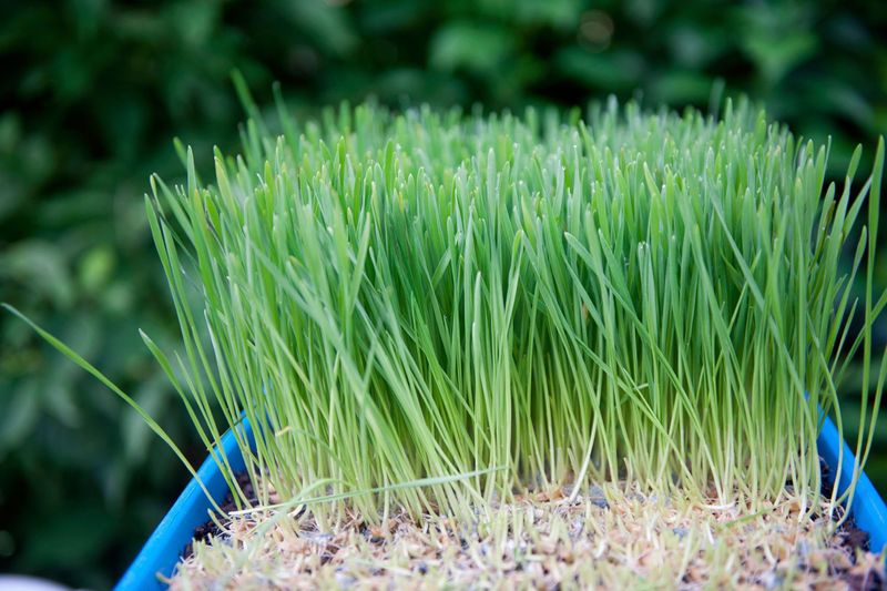 Wheatgrass (Triticum aestivum)