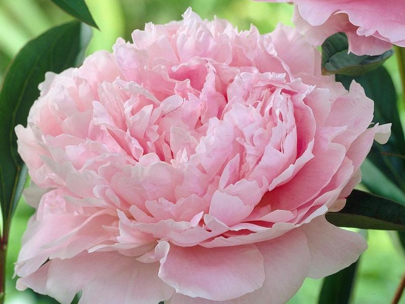 Peonies (Paeonia)