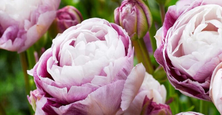 Here Are 20 Gorgeous Plants To Grow Instead Of Roses