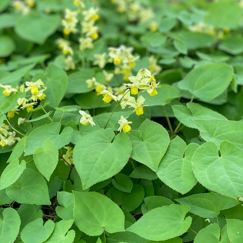 Epimedium