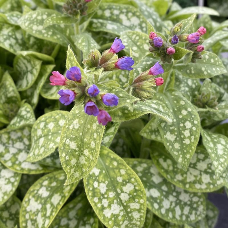Pulmonaria