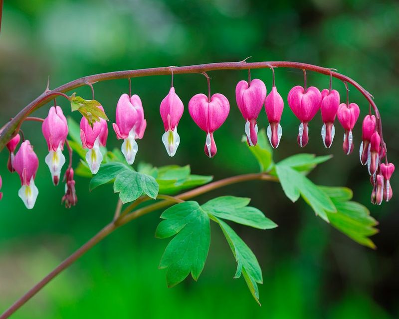 Bleeding Heart